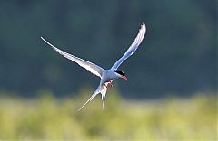 Arctic Tern